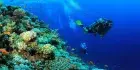 Shark Reef Ras Mohamed — dramatic coral wall, snorkeling and diving boat trip from Sharm